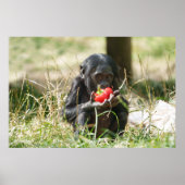 Bonobos Picnic Poster (Vorne)