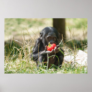 Bonobos Picnic Poster