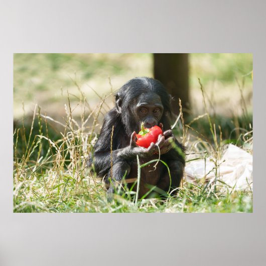Bonobos Picnic Poster (Vorne)