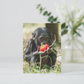Bonobos Picnic Postkarte (Stehend Vorderseite)