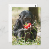 Bonobos Picnic Postkarte (Vorne/Hinten)