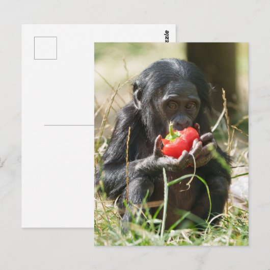 Bonobos Picnic Postkarte (Vorne/Hinten)