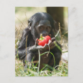 Bonobos Picnic Postkarte (Vorderseite)