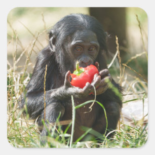 Bonobos Picnic Quadratischer Aufkleber