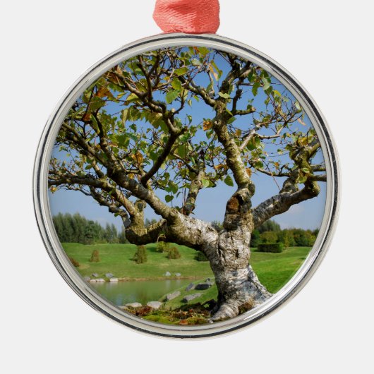 Bonsai Alba birch Ornament Aus Metall (Vorne)