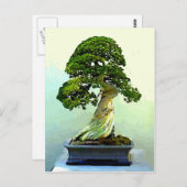 Bonsai Cypress Tree Postkarte (Vorne/Hinten)