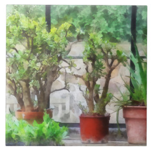 Bonsai im Gewächshaus Fliese