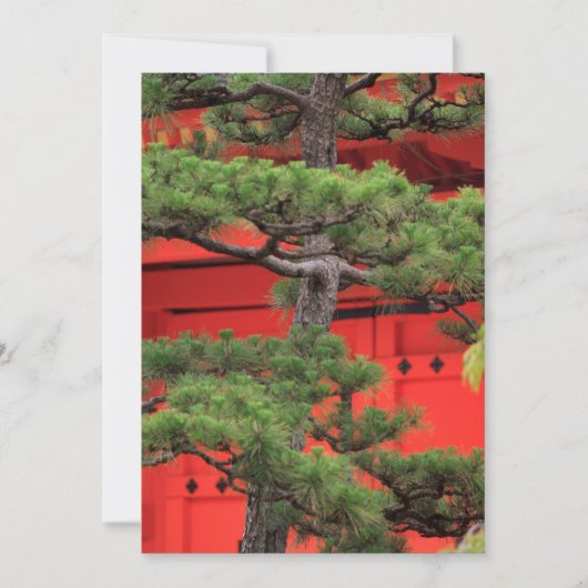 Bonsai-Kiefer Dankeskarte (Vorderseite)