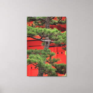 Bonsai-Kiefer Leinwanddruck