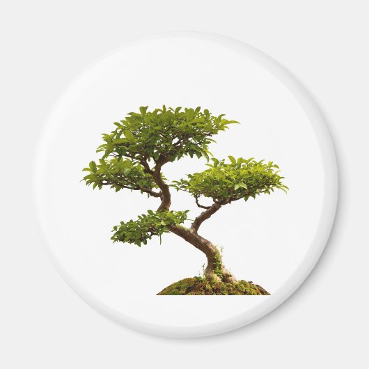 Bonsai Pflanze Magnet (Vorne)