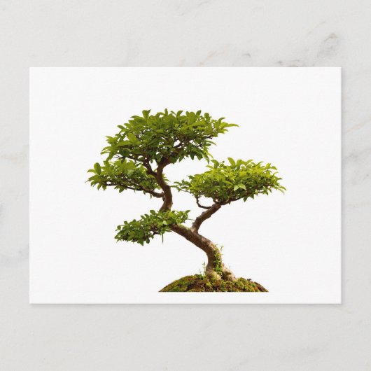 Bonsai Pflanze Postkarte (Vorderseite)