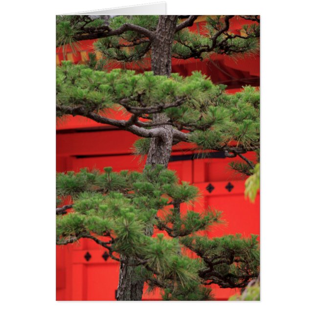 Bonsai Pine Tree (Vorne)