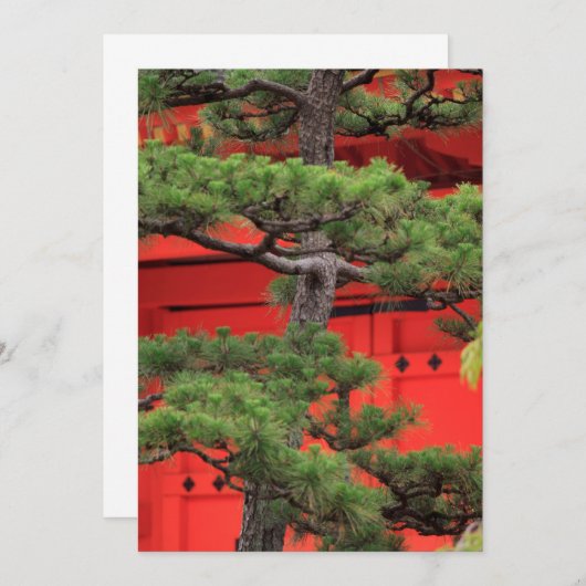 Bonsai Pine Tree Dankeskarte (Vorne/Hinten)