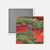 Bonsai Pine Tree Magnet (Vorderseite/Rückseite)