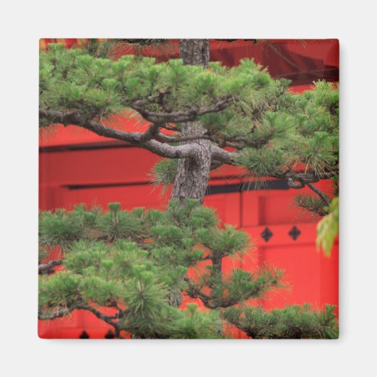 Bonsai Pine Tree Magnet (Vorne)