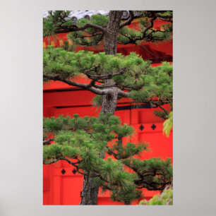 Bonsai Pine Tree Poster