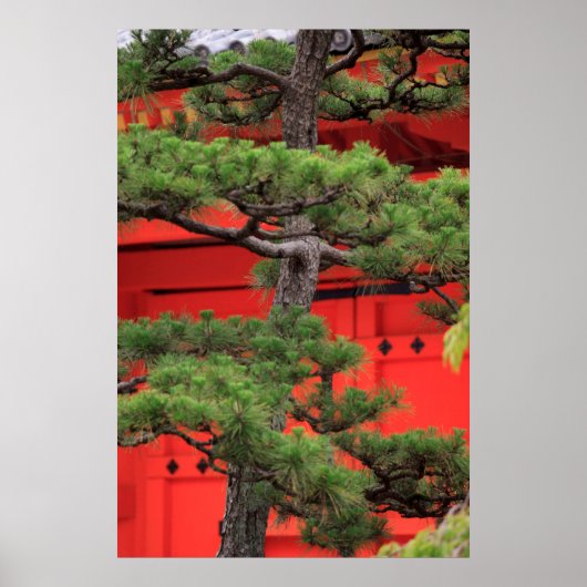 Bonsai Pine Tree Poster (Vorne)