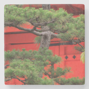 Bonsai Pine Tree Steinuntersetzer