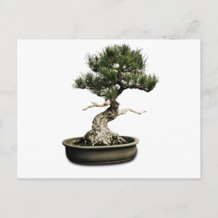 Bonsai Postkarte