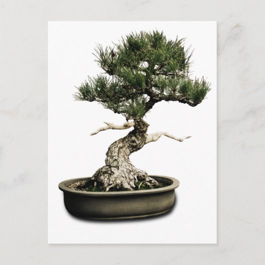 Bonsai Postkarte (Vorderseite)