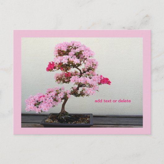 Bonsai Tree Postkarte (Vorderseite)