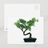 Bonsai Tree Postkarte (Vorne/Hinten)