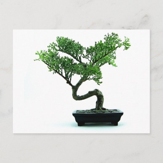 Bonsai Tree Postkarte (Vorderseite)