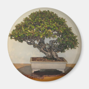 Bonsais am nationalen Arboretum, Washington DC Magnet