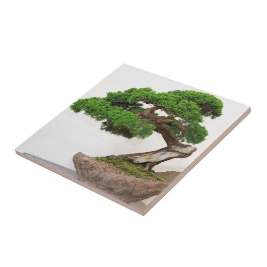 Bonsaisbaum natürlich fliese (Seite)