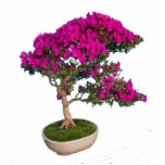Bonsay Fuxia Freistehende Fotoskulptur<br><div class="desc">Preciosa foto escultura de un bonsay para decora tu hogar</div>