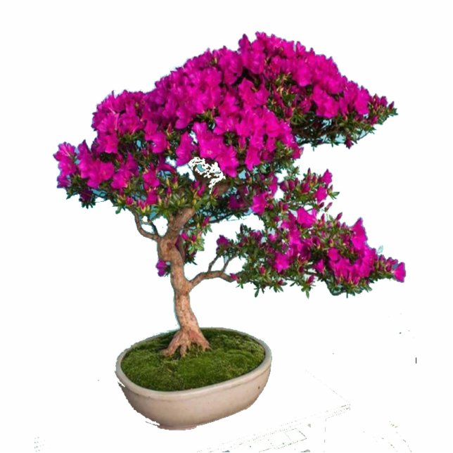 Bonsay Fuxia Freistehende Fotoskulptur (Vorne)