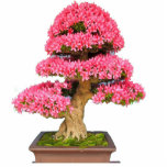 Bonsay Rosa Freistehende Fotoskulptur<br><div class="desc">Preciosa foto escultura de un bonsay para decora tu hogar</div>