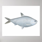 Bony Bream Poster (Vorne)