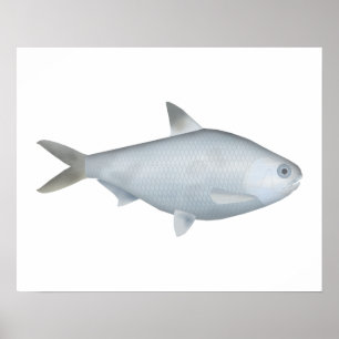 Bony Bream Poster