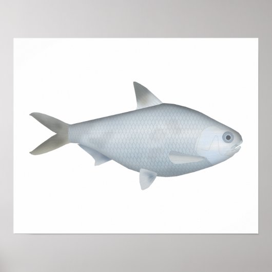 Bony Bream Poster (Vorne)