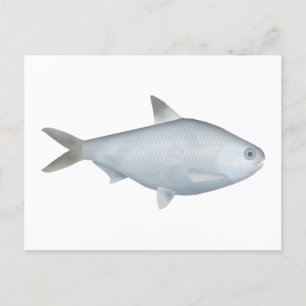 Bony Bream Postkarte