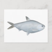 Bony Bream Postkarte (Vorderseite)