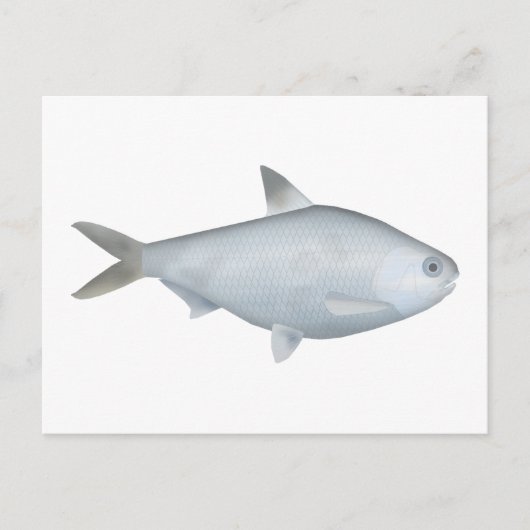 Bony Bream Postkarte (Vorderseite)