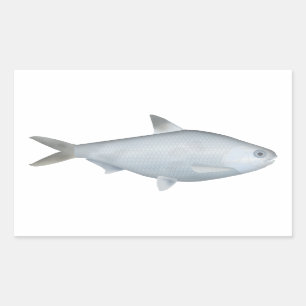 Bony Bream Rechteckiger Aufkleber