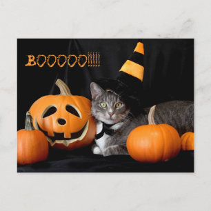 Boo Halloween Postkarte mit Katze
