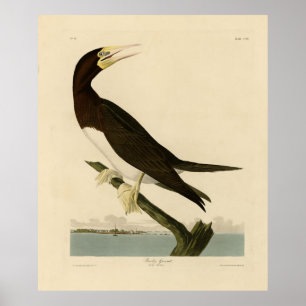 Bööby Gannet von Audubons Vögeln Amerikas Poster