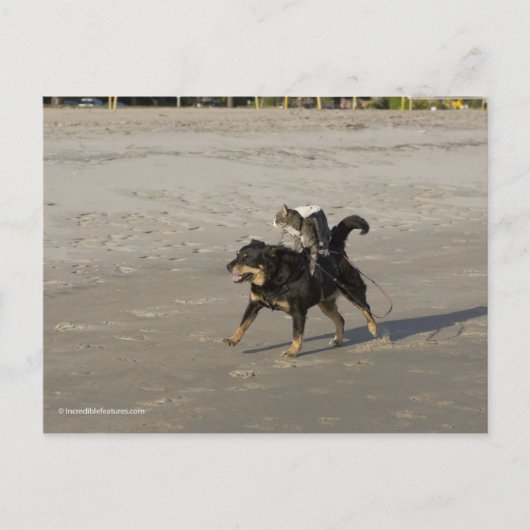 Booger, Kitty und Mousey am Strand Postkarte (Vorderseite)