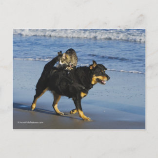 Booger, Kitty und Mousey Postkarte