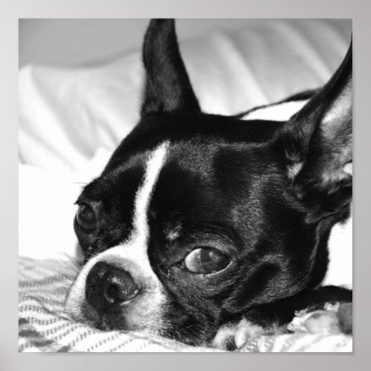 Boohoo Poster (Vorne)