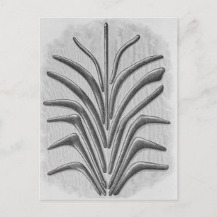 Boomerang und Boomerang geprägte Clubs Postkarte