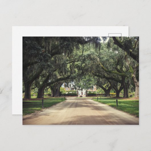 Boone Hall Oaks Postkarte (Vorne/Hinten)