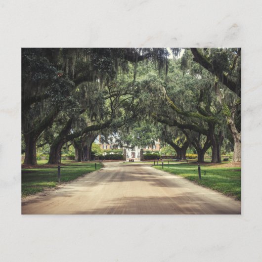 Boone Hall Oaks Postkarte (Vorderseite)