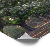 Boone Hall Plantation Avenue of Oaks Poster (Ecke)