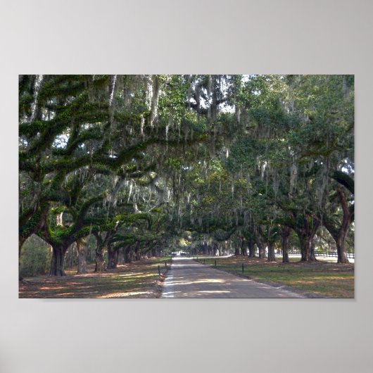 Boone Hall Plantation Avenue of Oaks Poster (Vorne)