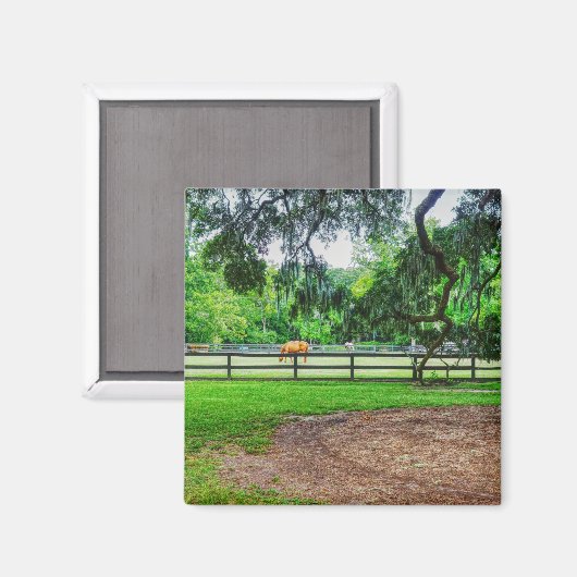 Boone Hall Stables Magnet (Vorderseite/Rückseite)